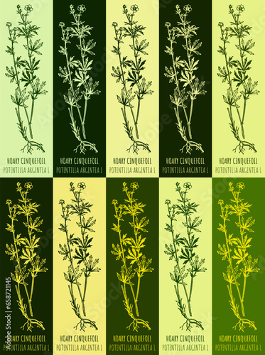 Set of vector drawing of HOARY CINQUEFOIL in various colors. Hand drawn illustration. Latin name POTENTILLA ARGENTEA L.