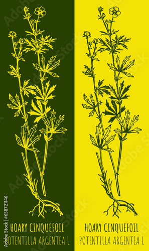 Vector drawings HOARY CINQUEFOIL. Hand drawn illustration. Latin name POTENTILLA ARGENTEA L.
