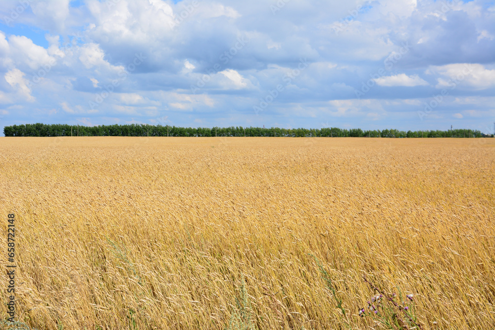 wheat field with forest line and cloudy sky isolated copy space  