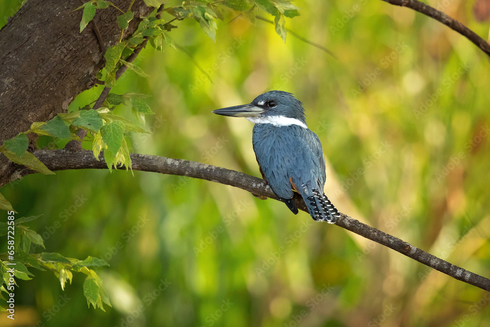 The ringed kingfisher (Megaceryle torquata) is a large, conspicuous, and noisy kingfisher bird commonly found along the lower Rio Grande Valley in southeasternmost Texas in the United States through The ringed kingfisher (Megaceryle torquata) is a large, conspicuous, and noisy kingfisher bird commonly found along the lower Rio Grande Valley in southeasternmost Texas in the United States through