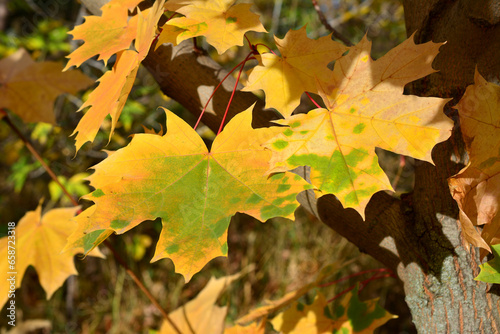 yellow maple leaves on the tree isolated in sunny day close up
