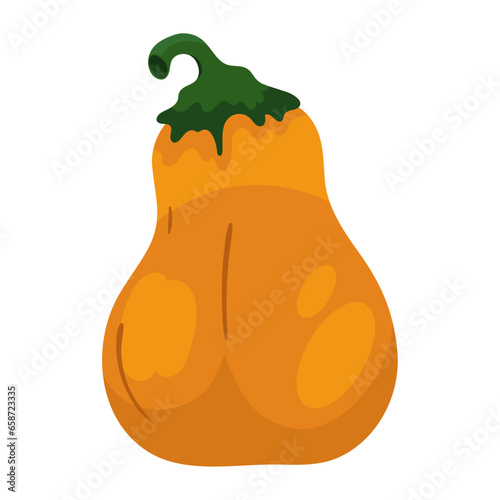 pumpkin vegetable illustration