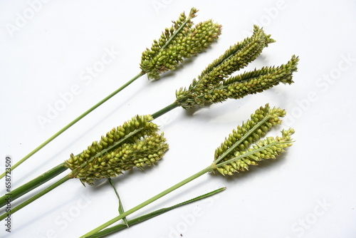 Eleusine coracana or finger millet. It is called Ragi and madua in India and Kodo in Nepal. It  is an annual herbaceous plant. Its widely grown as a cereal crop in the in Africa and Asia. photo
