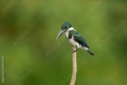 The green kingfisher (Chloroceryle americana) is a species of "water kingfisher" in the subfamily Cerylinae of the family Alcedinidae.