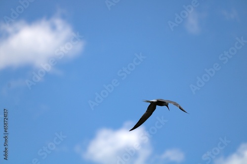 Isolated sea bird flying across the sky