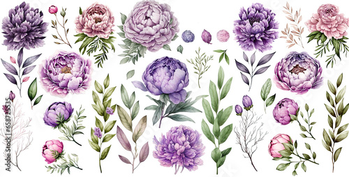 Set of peonies watercolor collection of hand drawn, peonies purple pastel color, peonies elegant watercolor illustration , peonies isolated transparent background, PNG