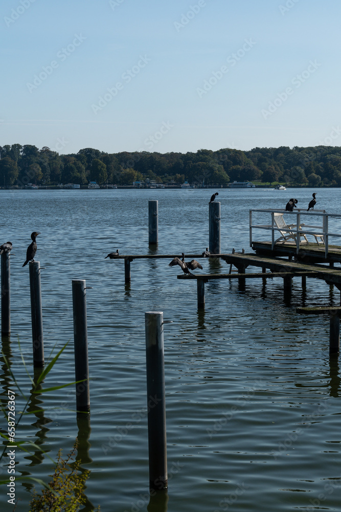 Naklejka premium Steg mit Kormoran