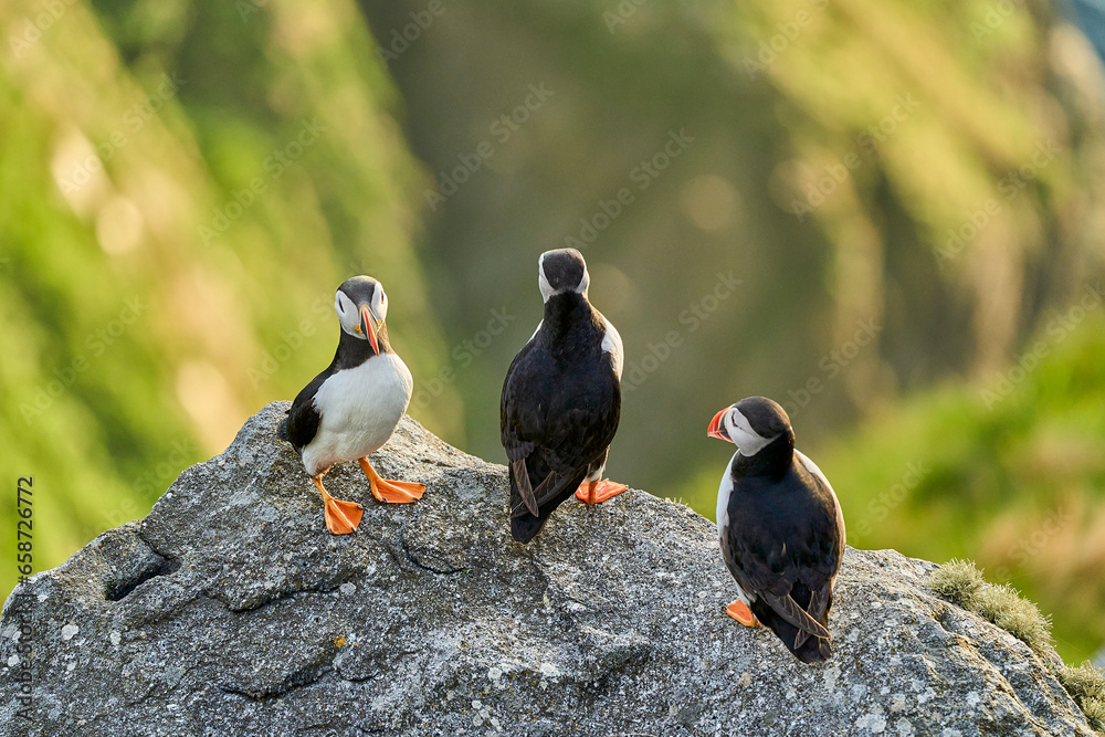 Obraz premium Cute and adorable Puffin, fratercula, on a cliff in Norway.