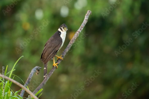 Bild auf Leinwand The collared forest falcon (Micrastur semitorquatus) is a species of bird of prey in the family Falconidae