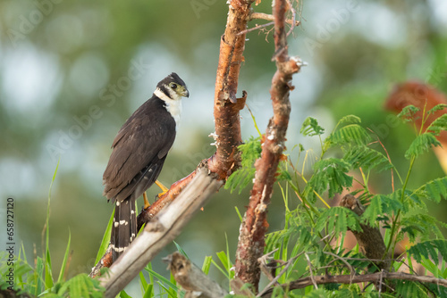 The collared forest falcon (Micrastur semitorquatus) is a species of bird of prey in the family Falconidae. It is the largest member of the Micrastur genus and a common inhabitant of tropical  photo