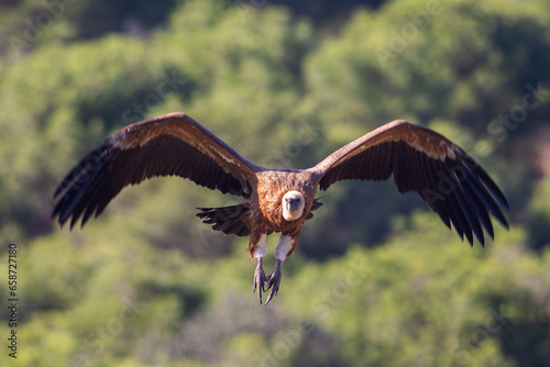  Eurasian griffon vulture (Gyps fulvus) closeup
