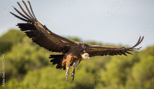  Eurasian griffon vulture (Gyps fulvus) in flight