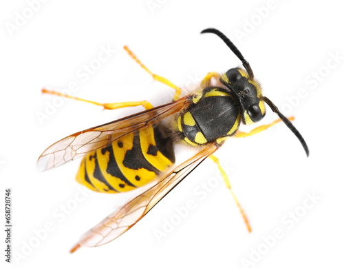 Common wasp, Vespula vulgaris isolated on white, top view 