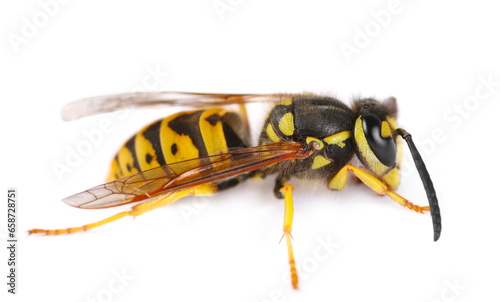 Common wasp, Vespula vulgaris isolated on white, side view  © dule964