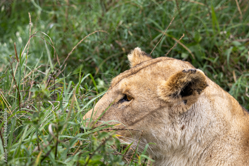 Lion Portrait in the African Savanna, Tanzania Lion Portrait in the African Savanna, Tanzania