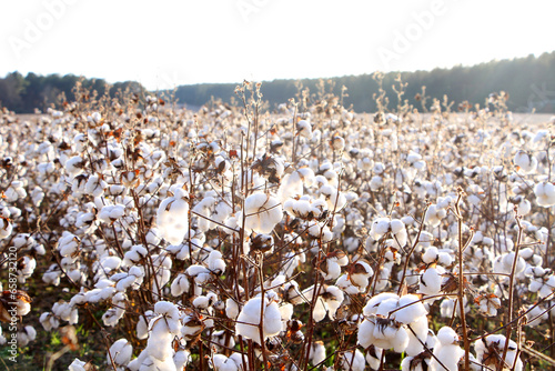 Cotton field in south Georgia. 