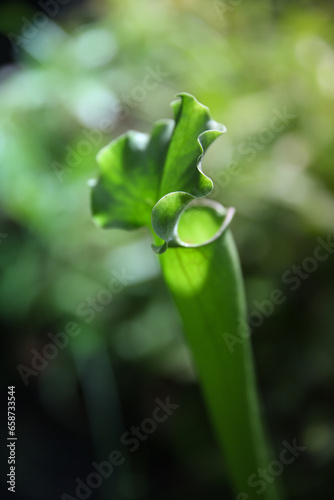 Exotic flower. Carnivorous pitcher plants. Macro of a sarracenia, also called a trumpet pitcher, on a blurred background