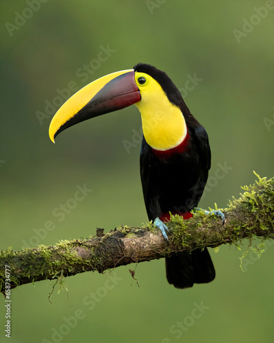 The yellow-throated toucan (Ramphastos ambiguus) is a Near Threatened species of bird in the family Ramphastidae, the toucans, toucanets, and aracaris.