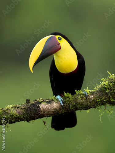 The yellow-throated toucan (Ramphastos ambiguus) is a Near Threatened species of bird in the family Ramphastidae, the toucans, toucanets, and aracaris.