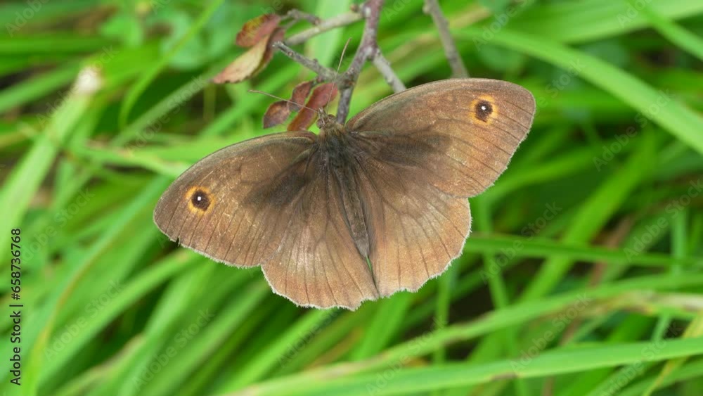 Maniola jurtina. Butterfly known as wolf, from the family Nymphalidae Maniola jurtina. Butterfly known as wolf, from the family Nymphalidae