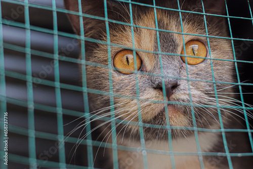 Cat in a cage