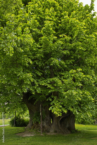 Very old linden tree 