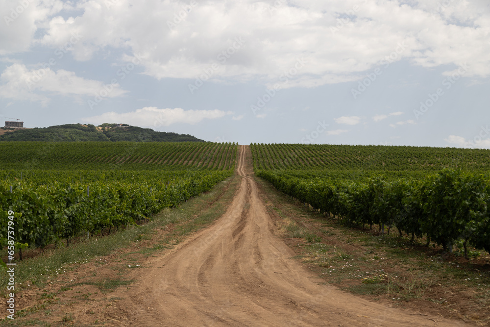 Vineyard located in Samakhi district