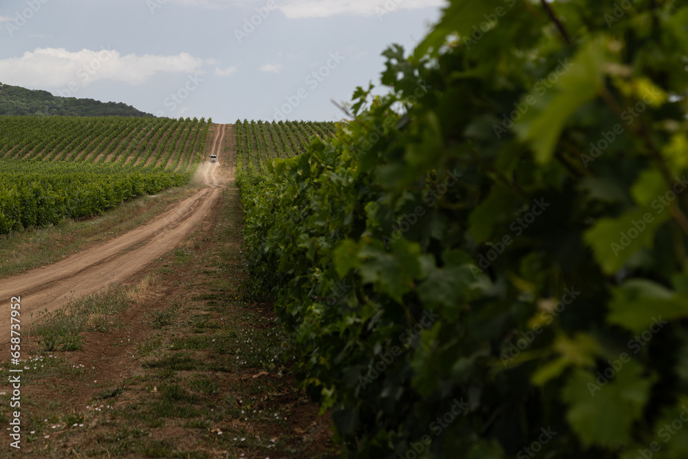 Obraz premium Vineyard located in Samakhi district