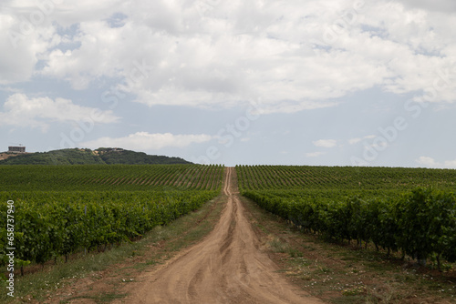 Vineyard located in Samakhi district