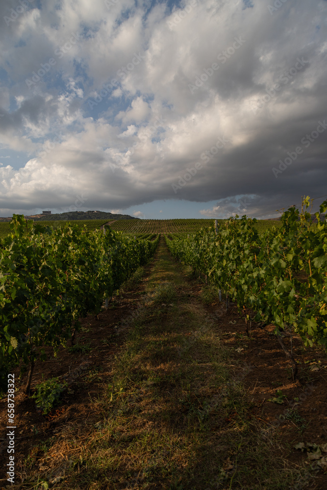 Naklejka premium Vineyard located in Samakhi district