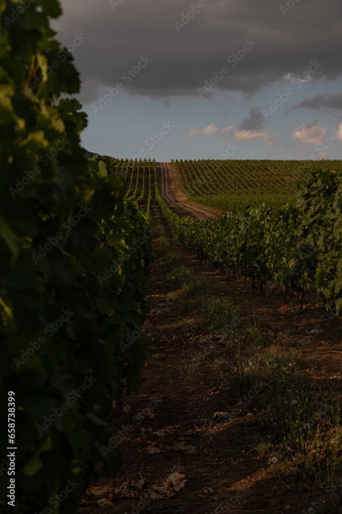 Naklejka premium Vineyard located in Samakhi district