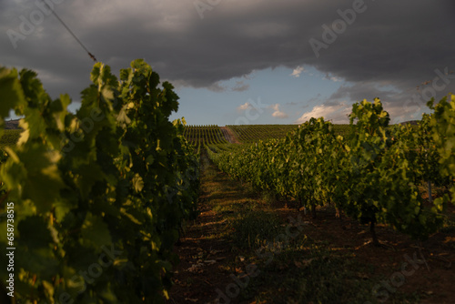 Vineyard located in Samakhi district