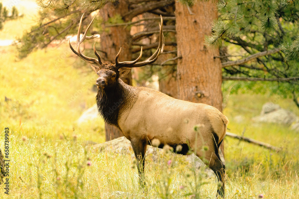 Fototapeta premium Recovering