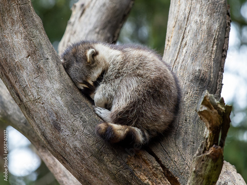 Sleeping racoon in a tree