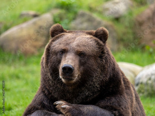 Adult Kamchatka brown bear