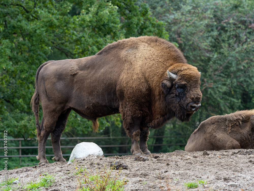 Two european bisons with trees in the background Two european bisons with trees in the background