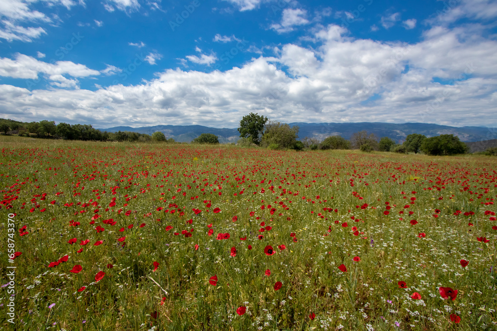 Field of poppies and blue sky with white clouds, 