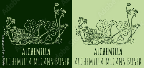 Drawings Alchemilla micans. Hand drawn illustration. Latin name ALCHEMILLA MICANS BUSER. photo