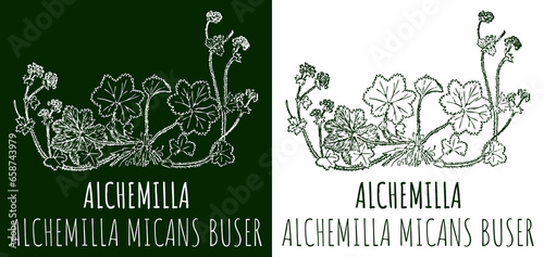 Tela Drawings Alchemilla micans