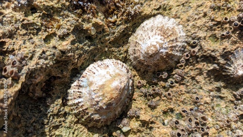 Patella vulgata A species of sea snail. A true leech is a marine gastropod mollusk of the patellae family, which has gills