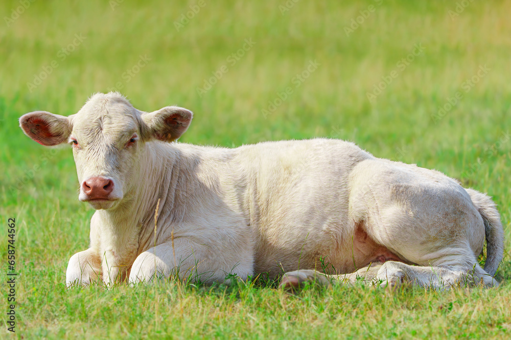 Captivating Charolais cattle grazing. Majestic French Charolais cows gracefully roaming in a picturesque meadow on a sunny day.