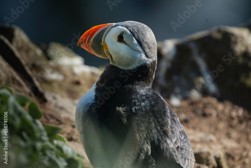 Atlantic puffin or common puffin on country in a cliff in Iceland © Sergi
