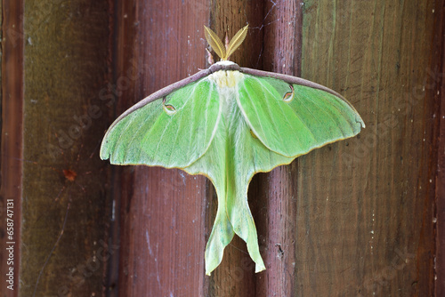 The luna moth, also called the American moon moth.  The moth has lime-green wings and a white body photo