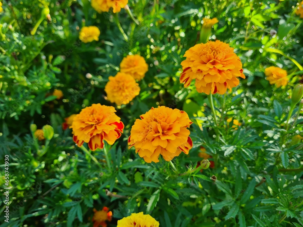 orange marigold flower in the garden orange marigold flower in the garden