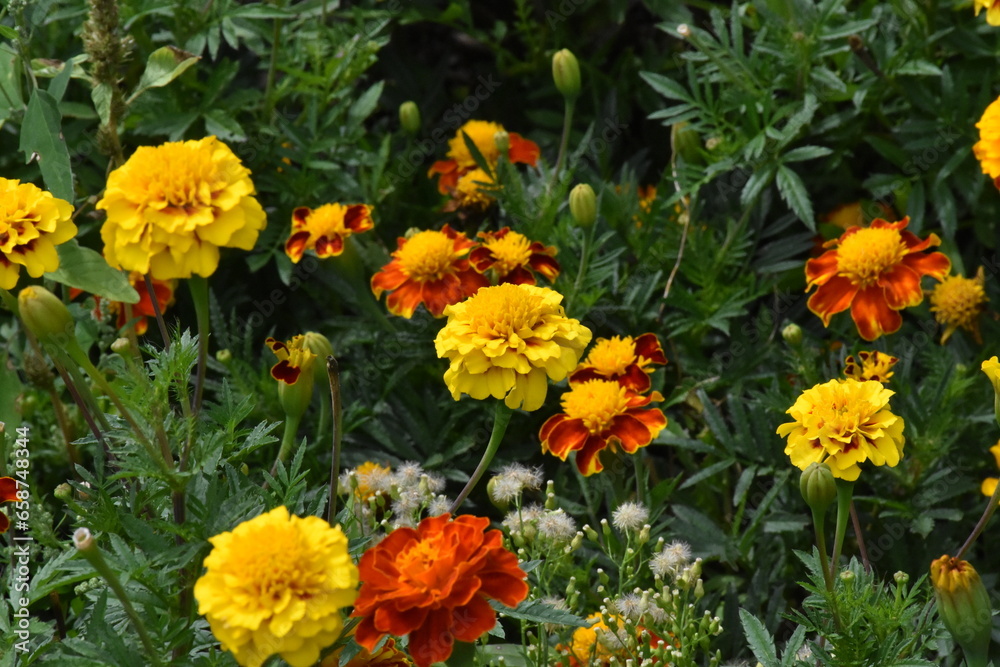 orange marigold flower in the garden