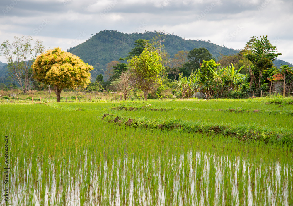 Beautiful Lao paddy fields, with flambouyant small trees,in the Pakse area of Laos, South East Asia.