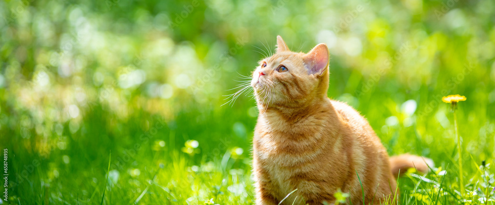 Cat on nature outdoors. Funny kitten walking in the garden on a summer sunny day. Horizontal banner