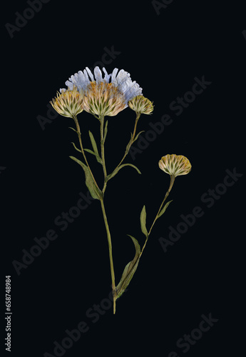 Aster Novi Isolated on Black Background