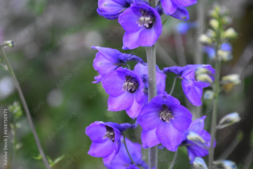 Majestic Blue Delphiniums in Full Bloom Majestic Blue Delphiniums in Full Bloom