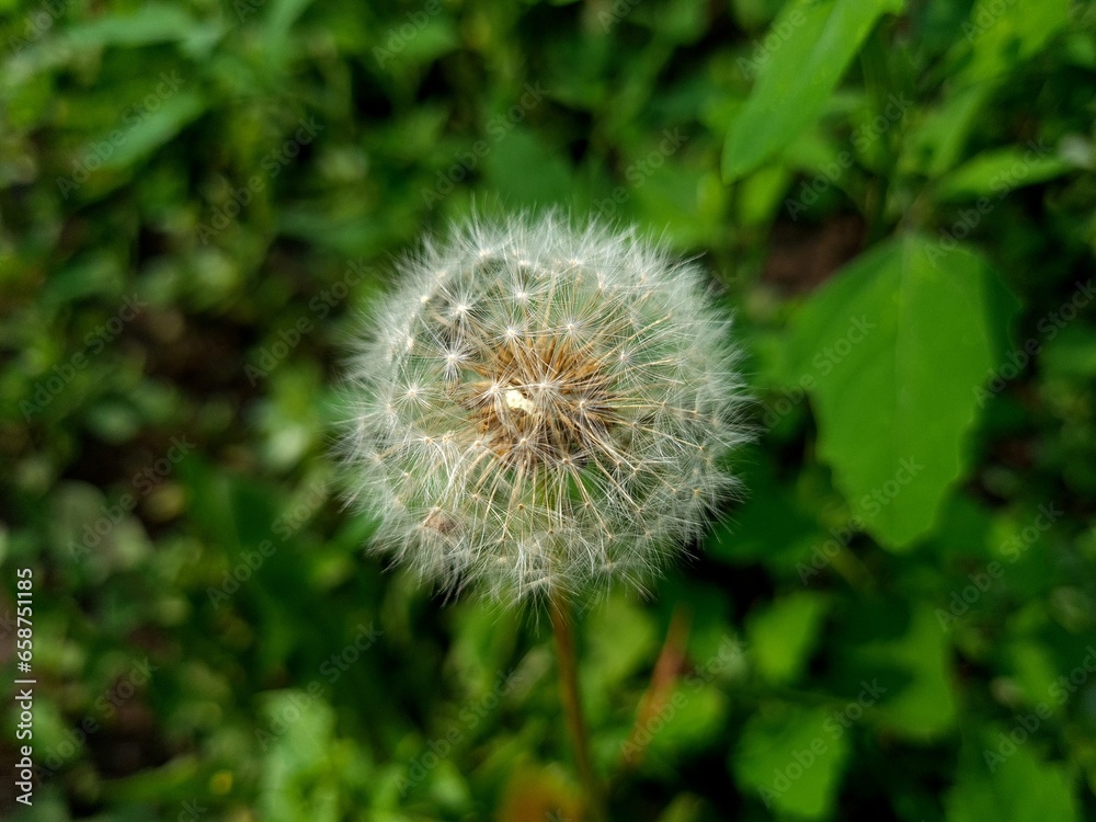 the fluffy dandelion close-up the fluffy dandelion close-up